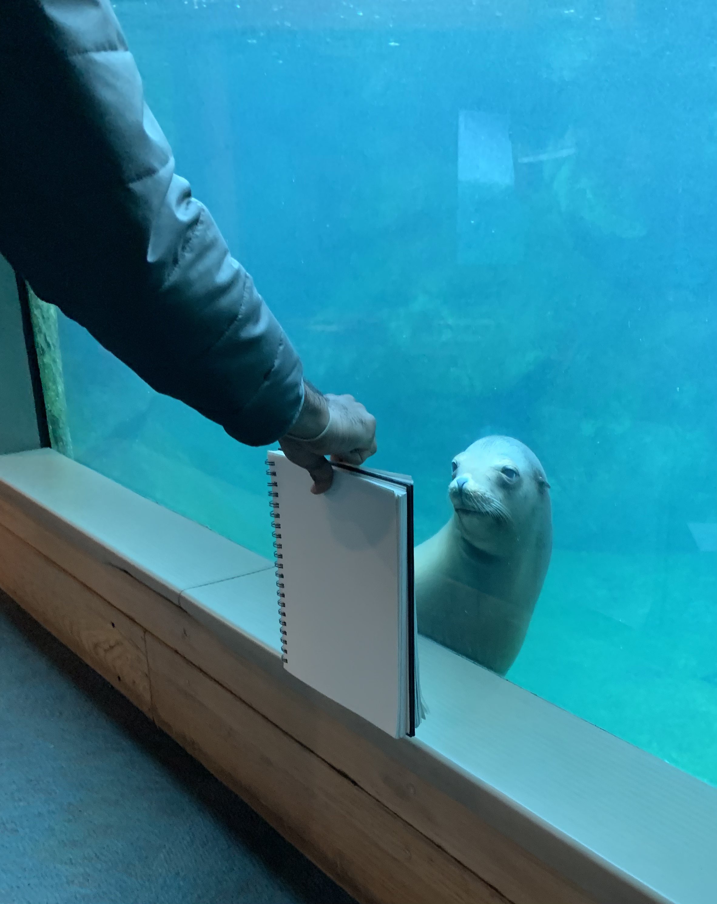 Image of a seal in a zoo take squinting suspiciously at the drawing tablet offered up for him to view.