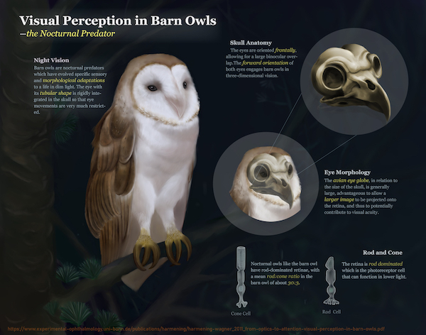 An illustration of a barn owl.