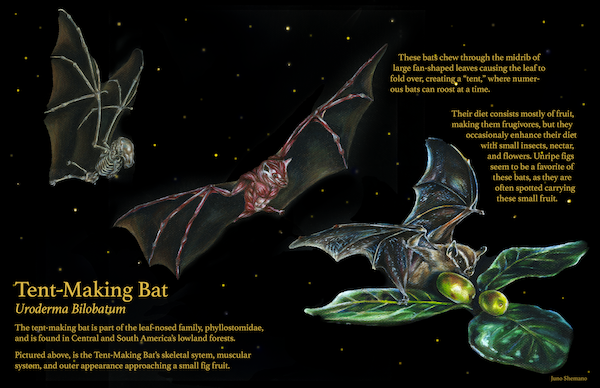 An illustration of tent-making bats.