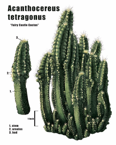 An illustration of the acanthocereus tetragonus.
