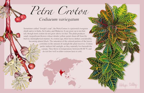 An illustration of the petra croton plant.