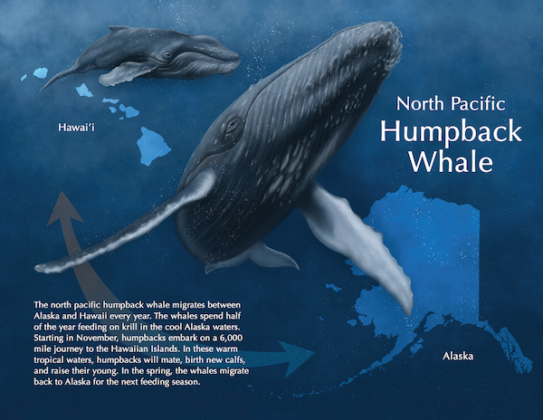 An illustration of the North Pacific humpback whale.