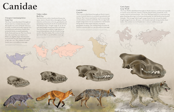 An illustration of foxes and wolves.