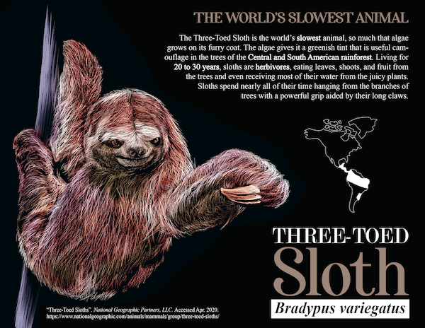 An illustration of the three-toed sloth.