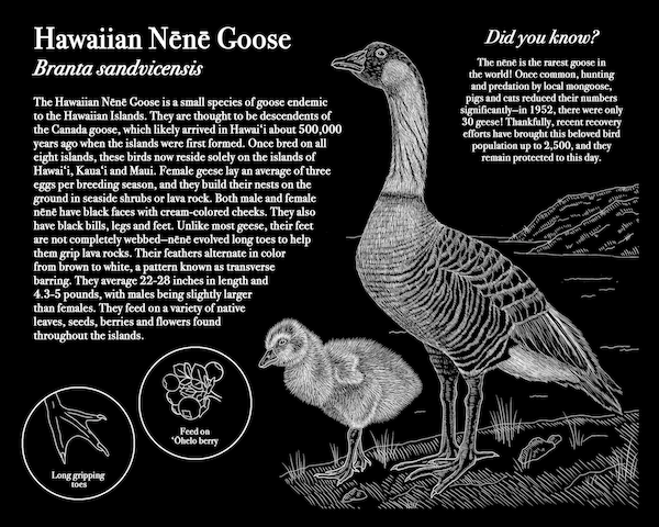 An illustration of the Hawaiian Nene Goose.
