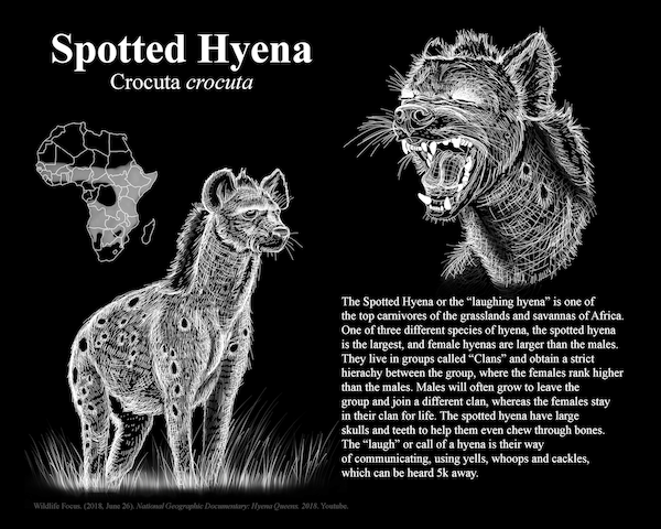 An illustration of the spotted hyena.