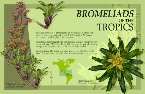 An illustration of the bromeliads plant.