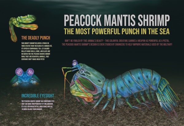 An illustration of the peacock mantis shrimp.