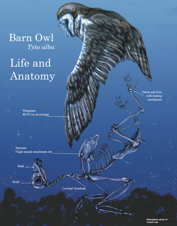 An illustration of a barn owl and its anatomy.