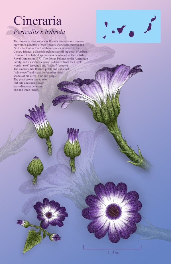 An illustration of the cineraria plant.