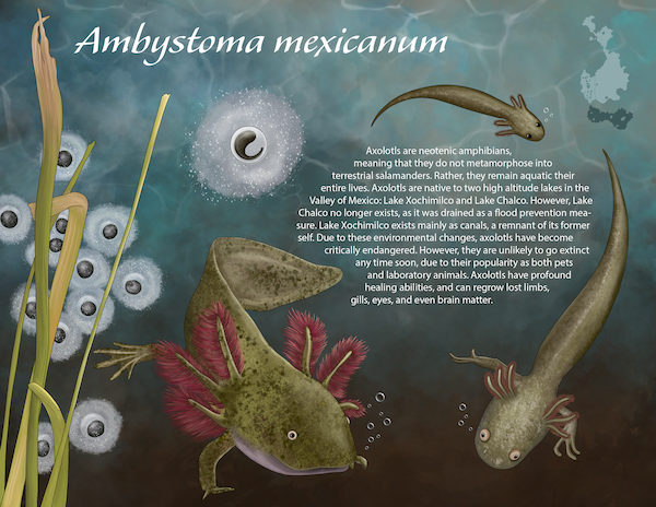 An illustration of the ambystoma mexicanum plant.