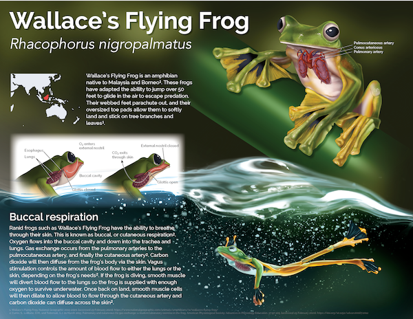 An illustration of the Wallace's Flying Frog.