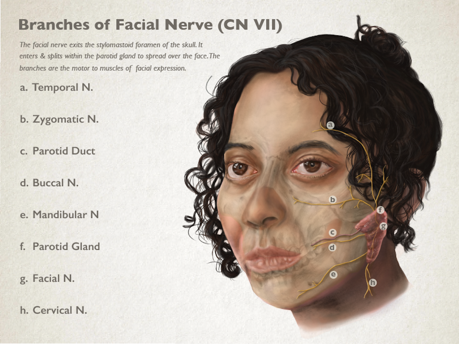 Branches of Facial Nerve (CN VII) Illustration