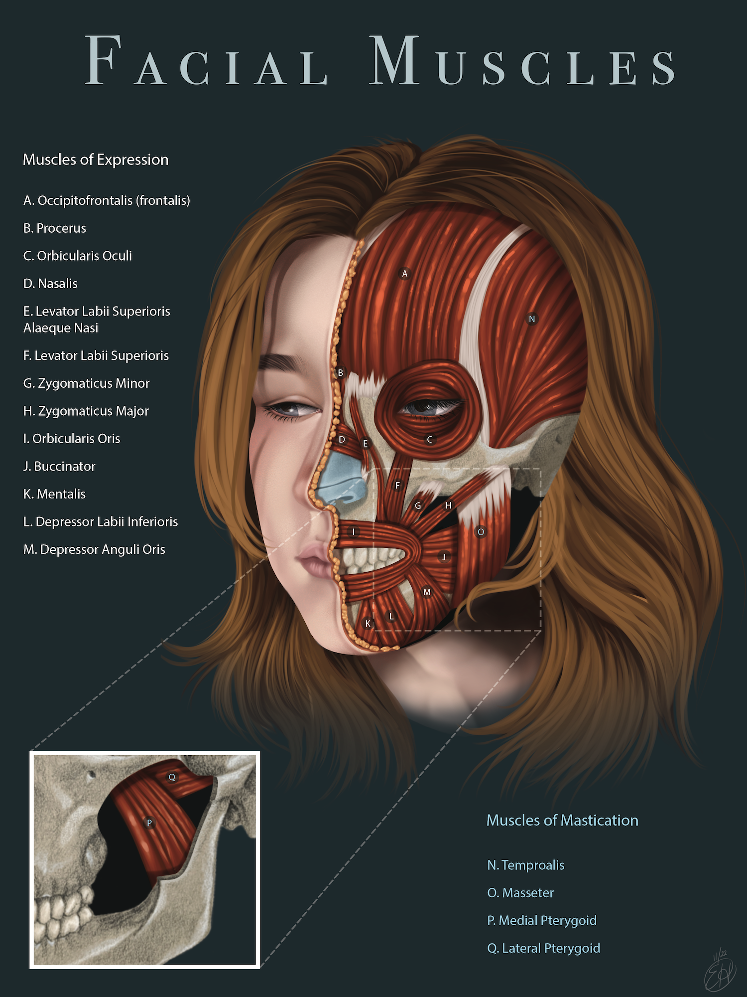 Facial Muscles Illustration