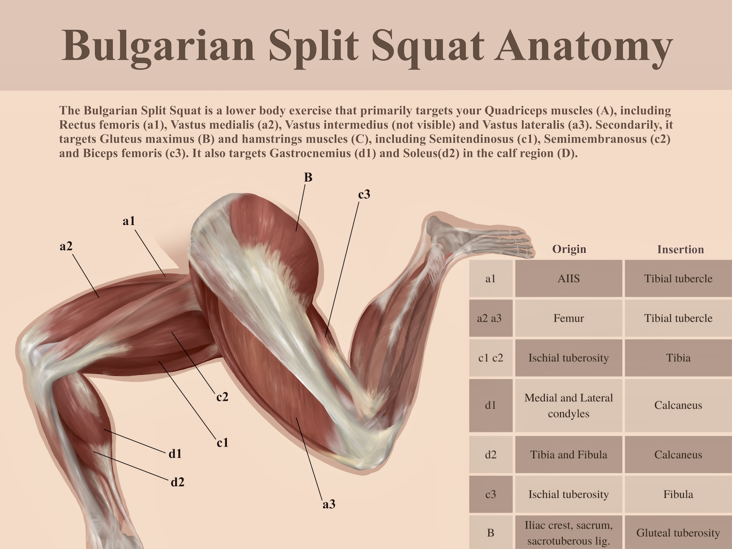 Bulgarian Split Squat Anatomy Illustration