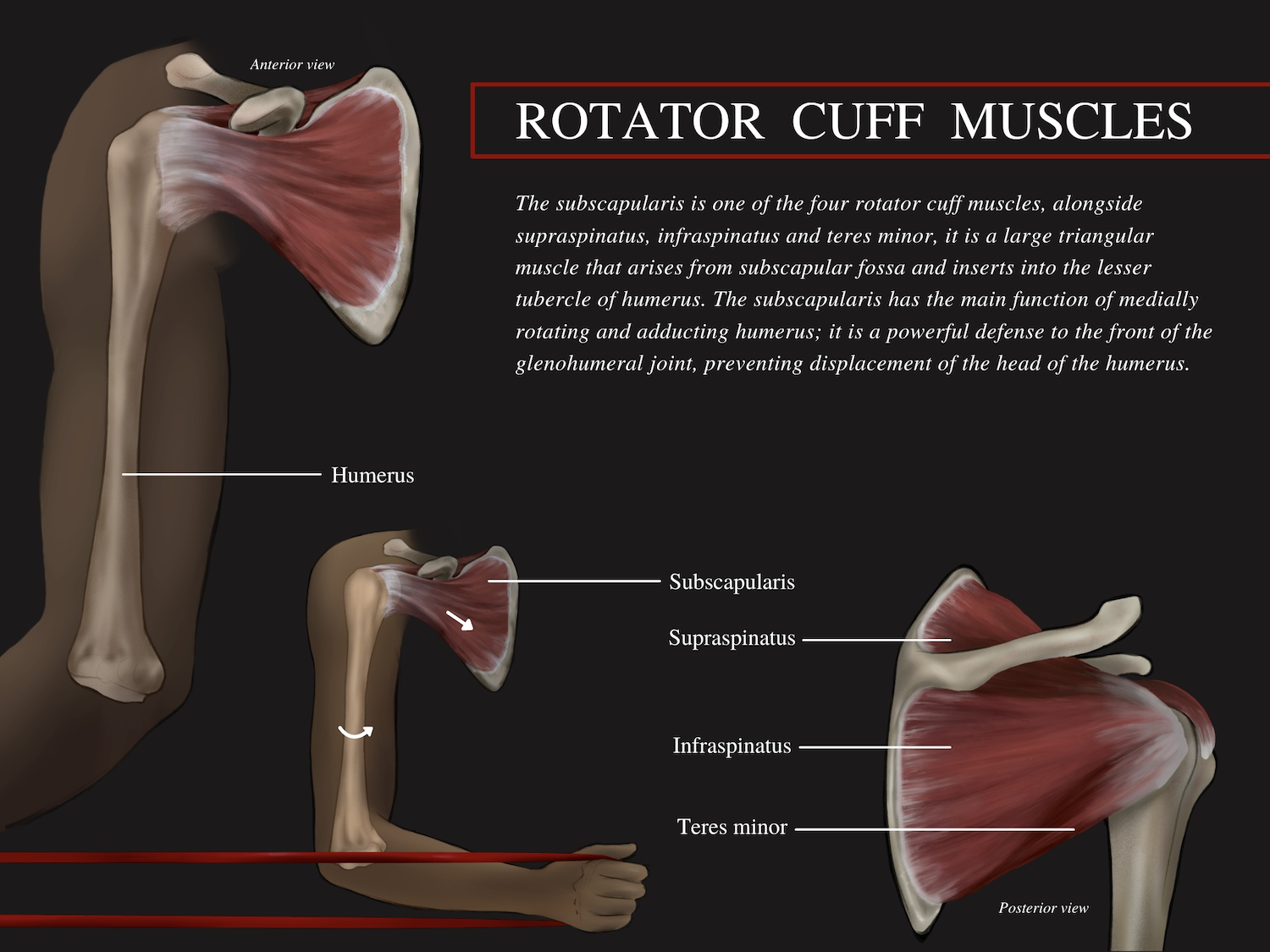 Rotator Cuff Illustration