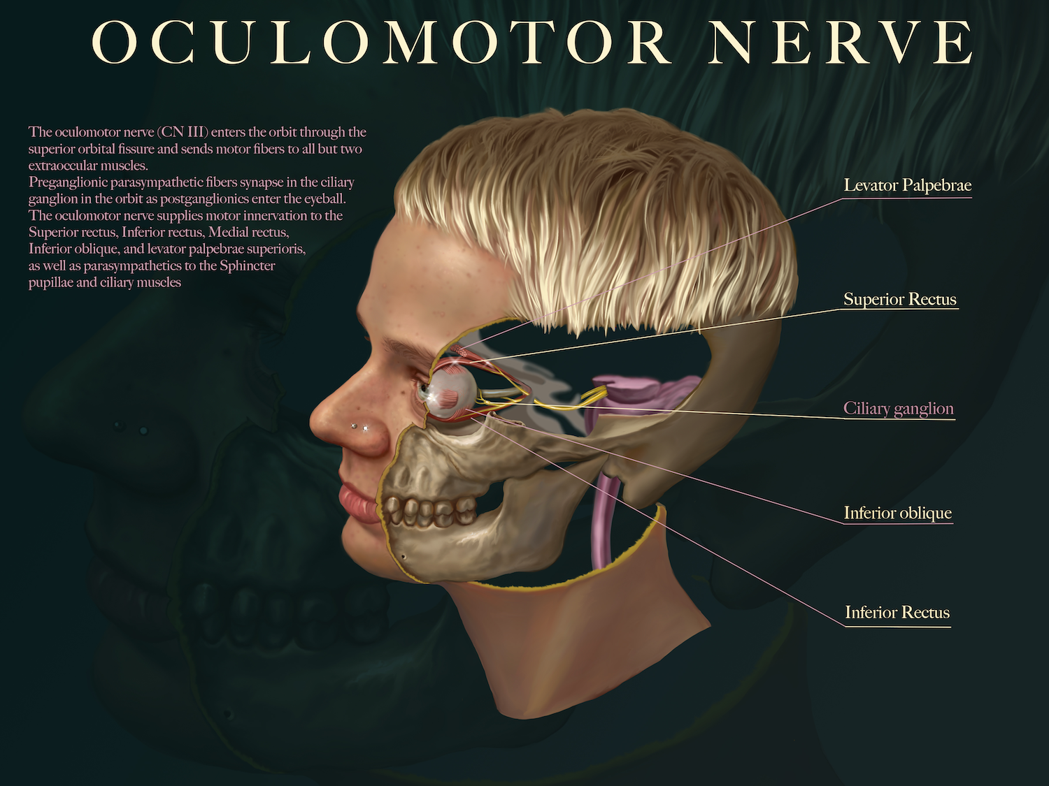 Oculomotor Nerve Illustration