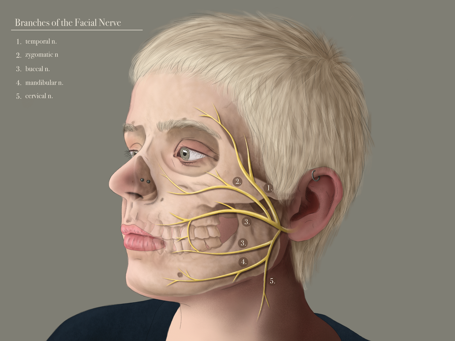 Branches of Facial Nerve Illustration