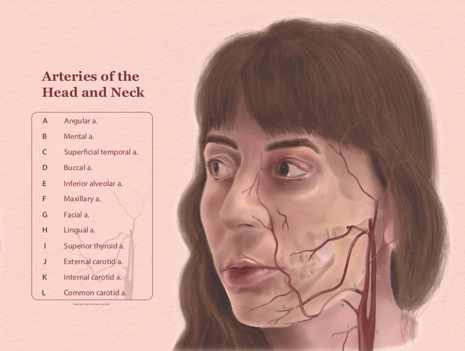Arteries of the Head and Neck Illustration