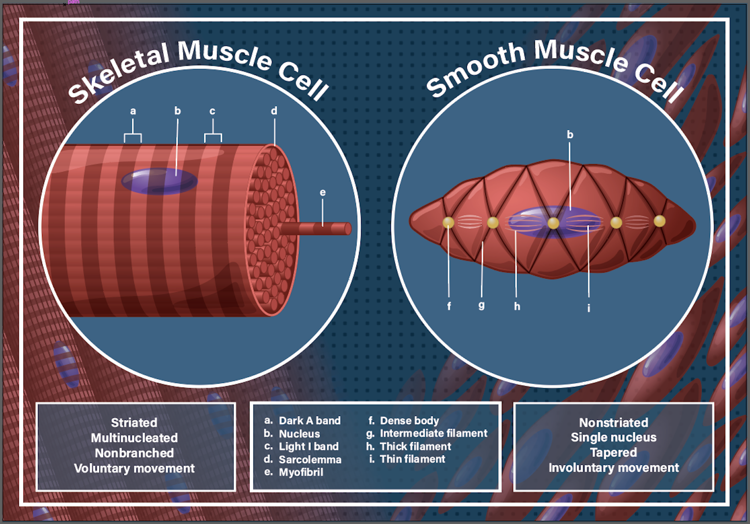 Skeletal Muscle Cell vs. Smooth Muscle Cell