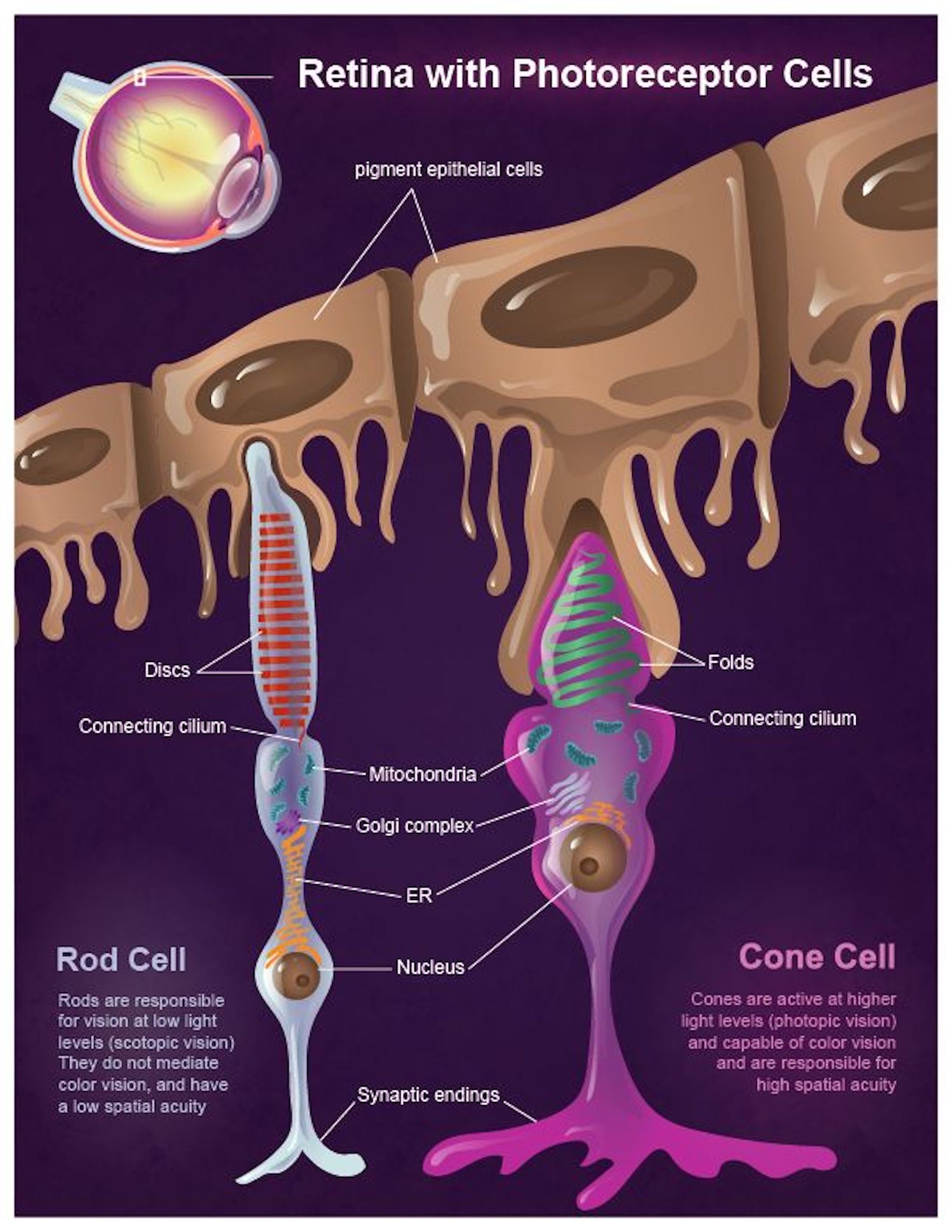 Rod and Cone Cells