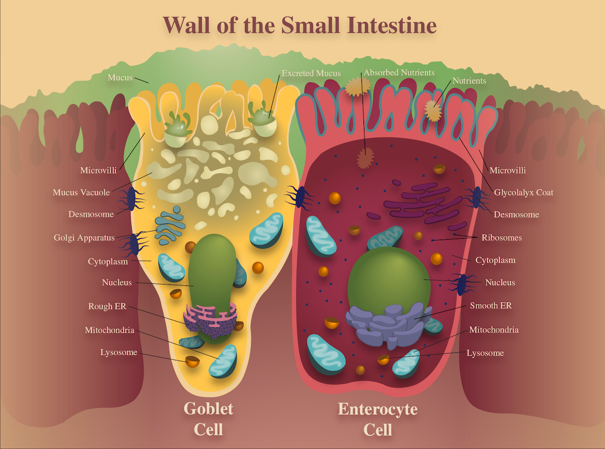 Wall of Small Intestine