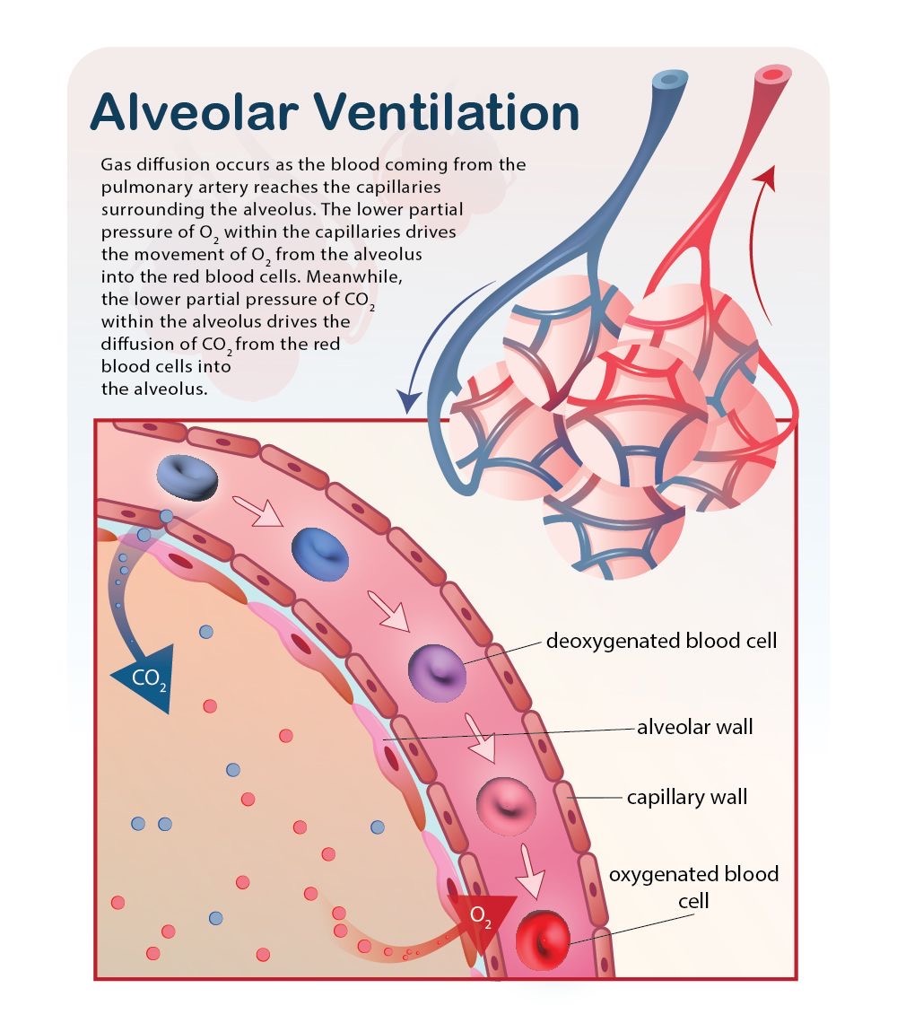 Alveolar Ventilation