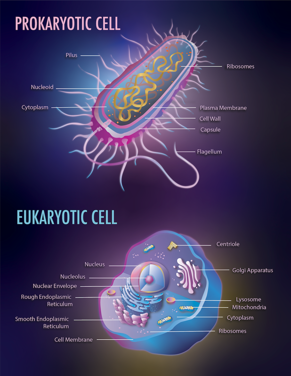 Prokaryotic & Eukaryotic Cell Illustration