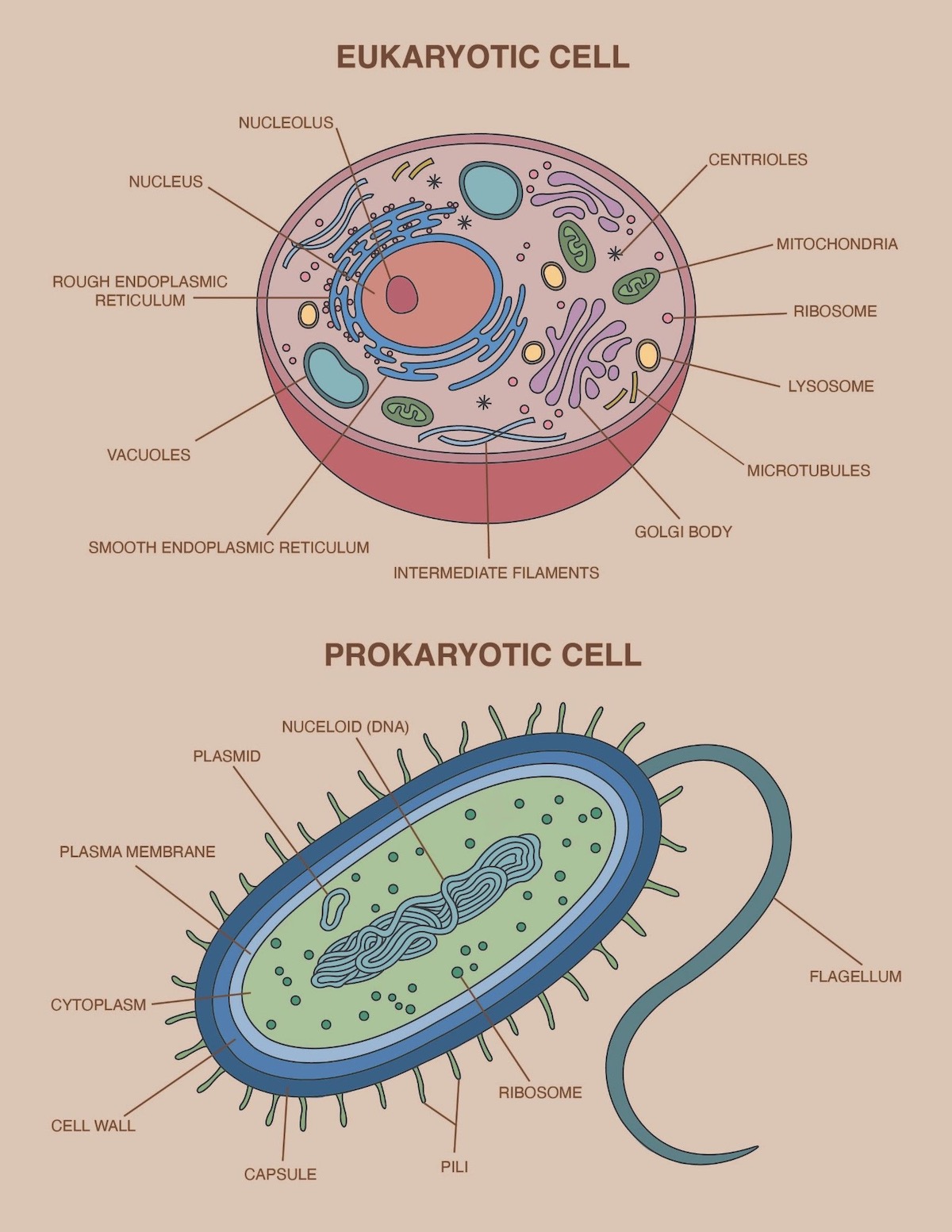 Eukaryotic and Prokaryotic Cell