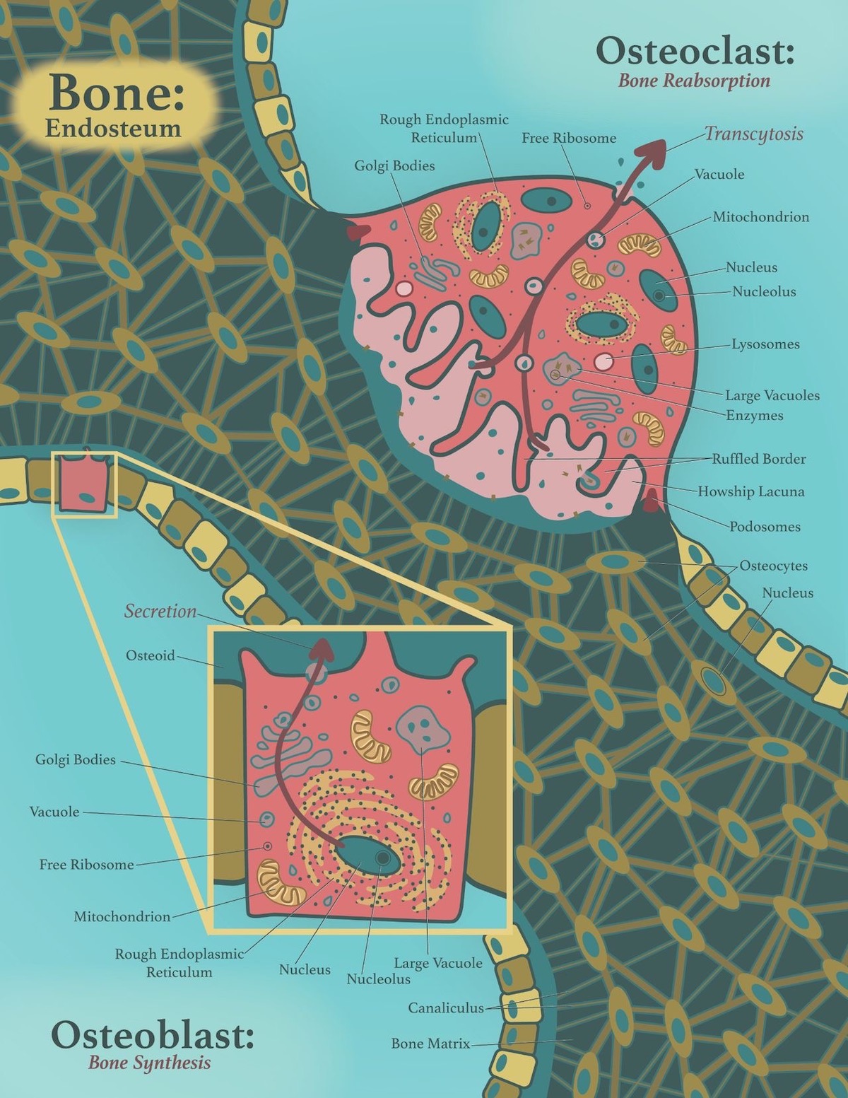 Osteoclas and Osteoblasts: Bone Reabsorption and Synthesis