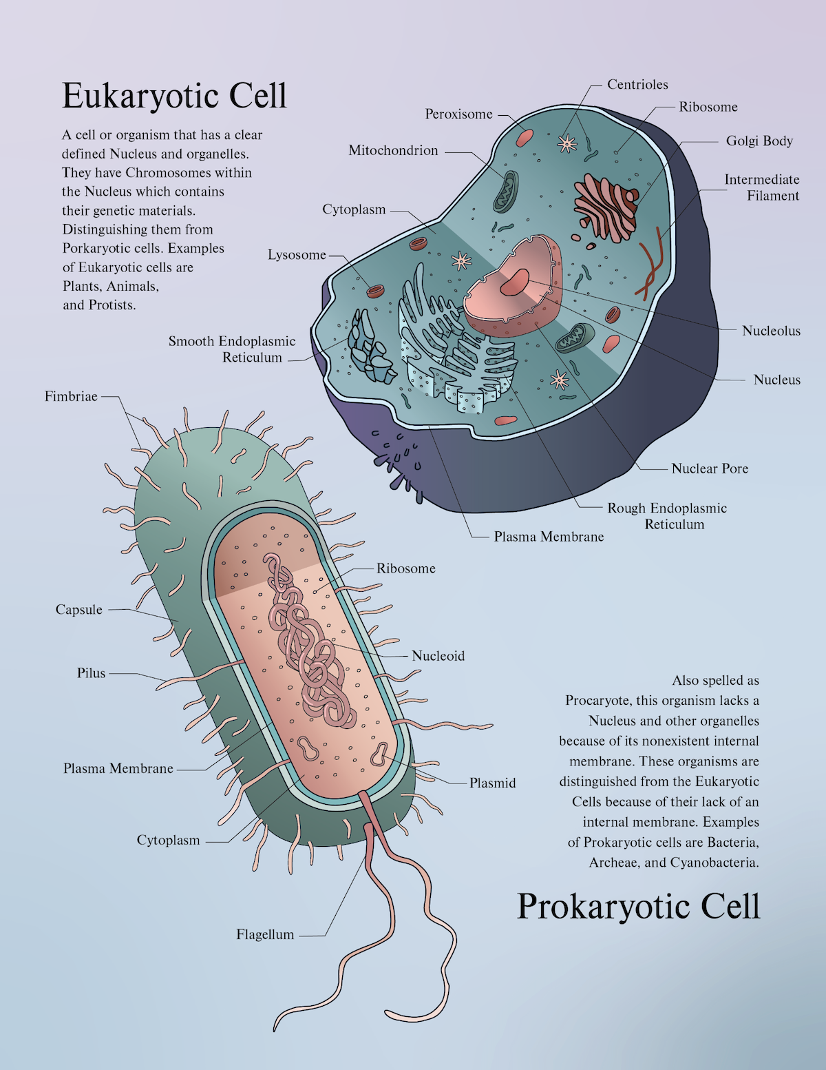 Eukaryotic and Prokaryotic Cell