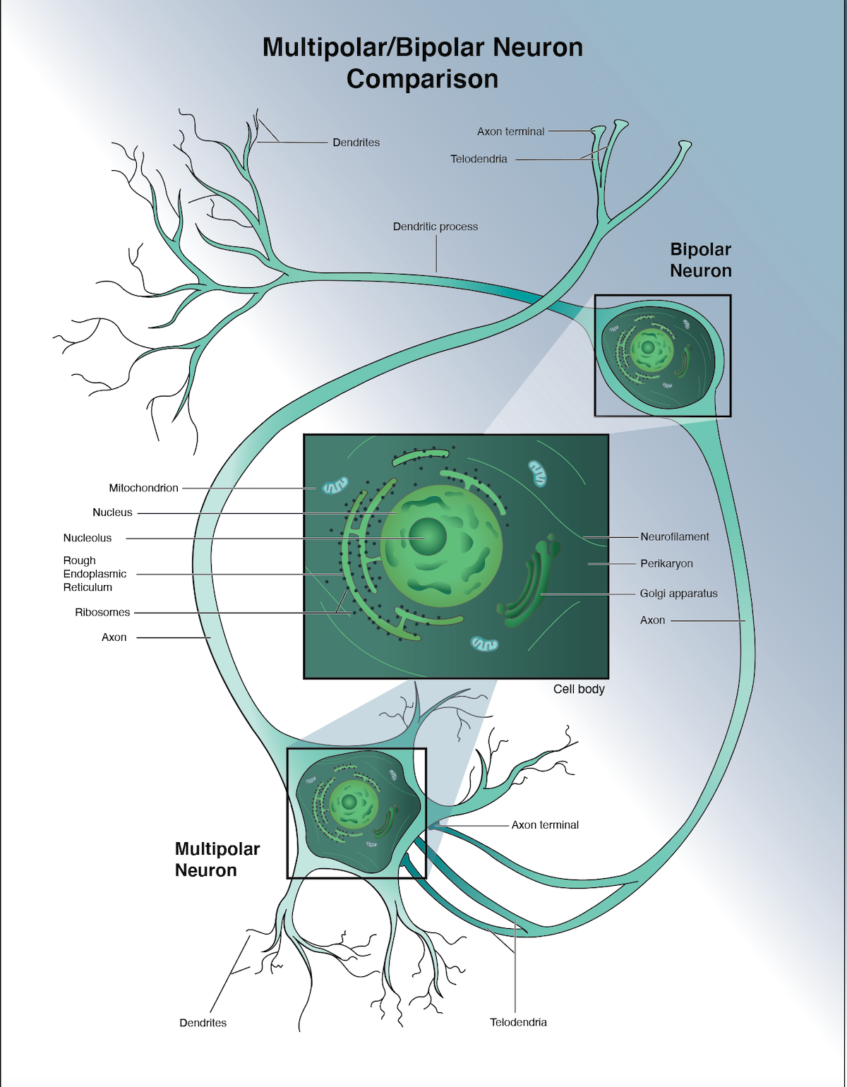 Multipolar/Bipolar Neuron Comparison