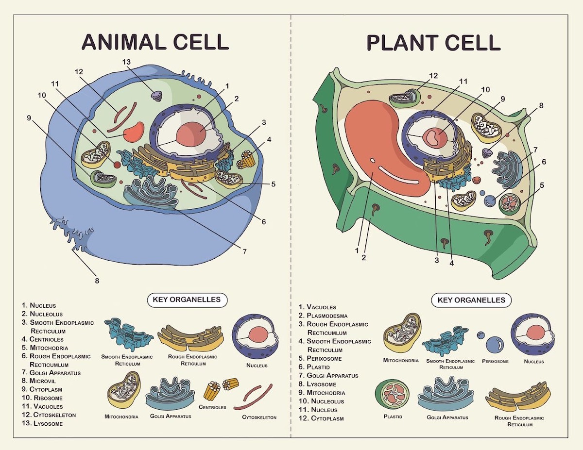 Animal and Plant Cell Illustration