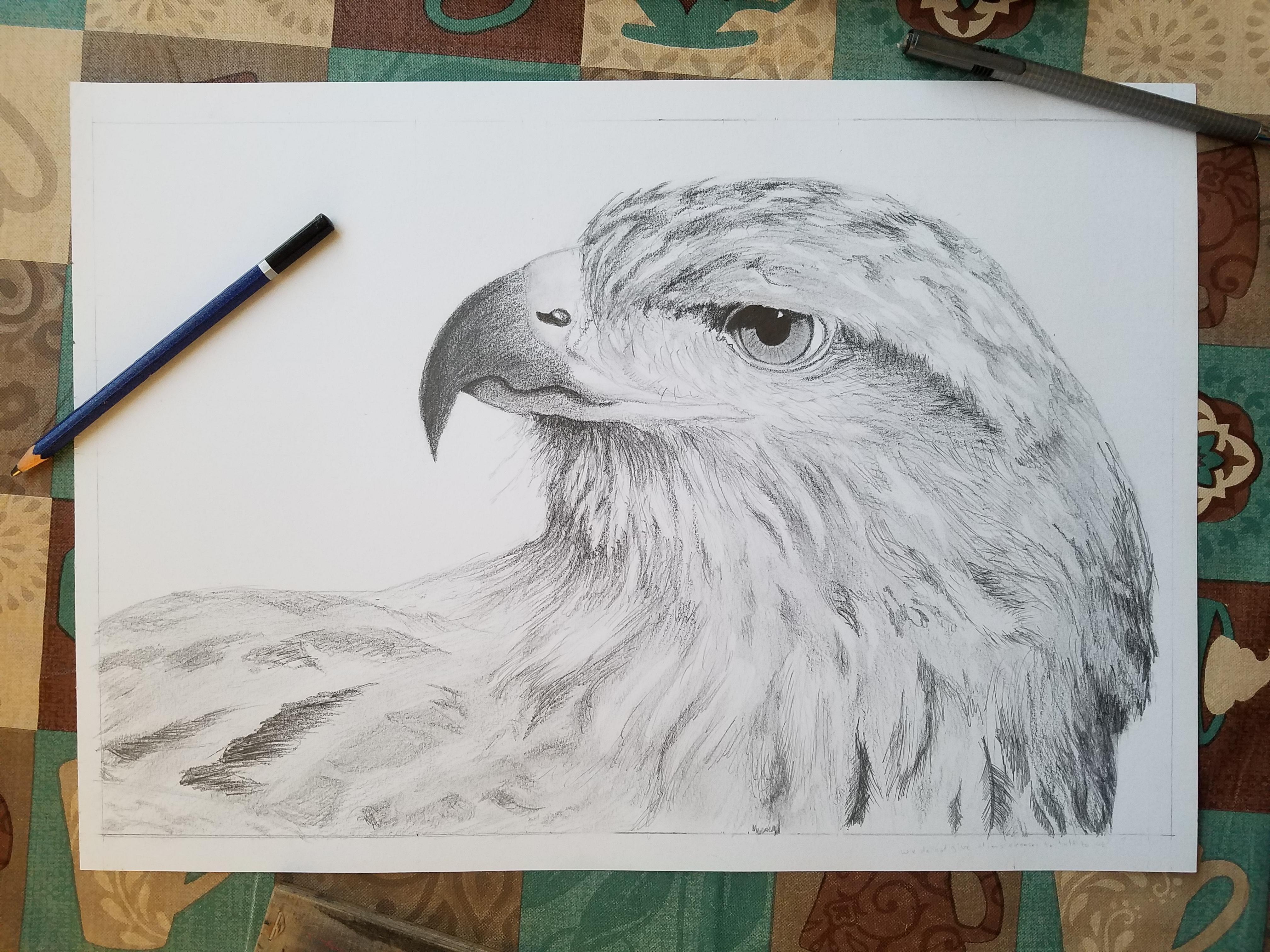 Hawk Gaze - Pencil Drawing - Work In Progress | RIT