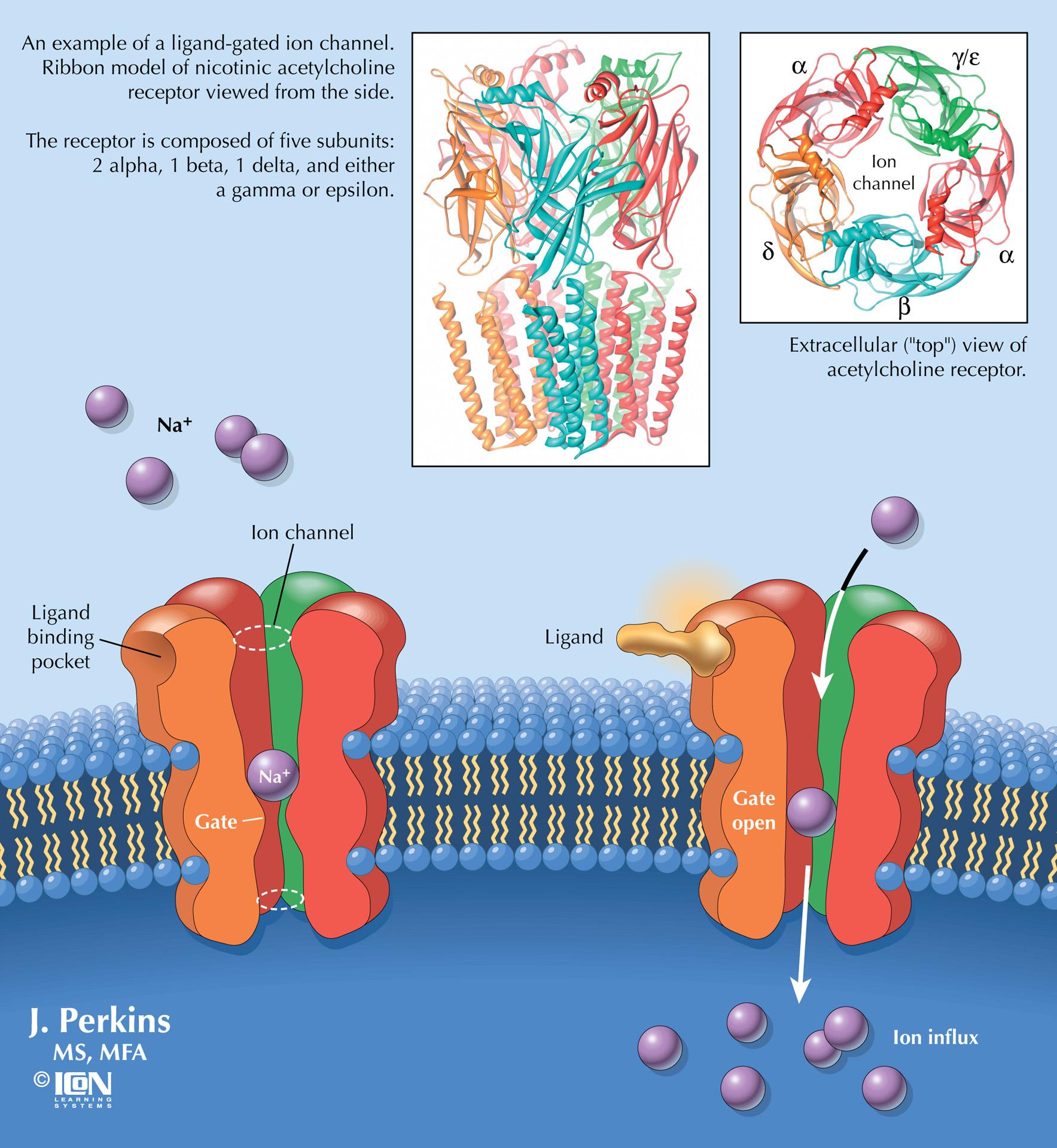 Nicotinic Acetylcholine Receptor College Of Art And Design Rit