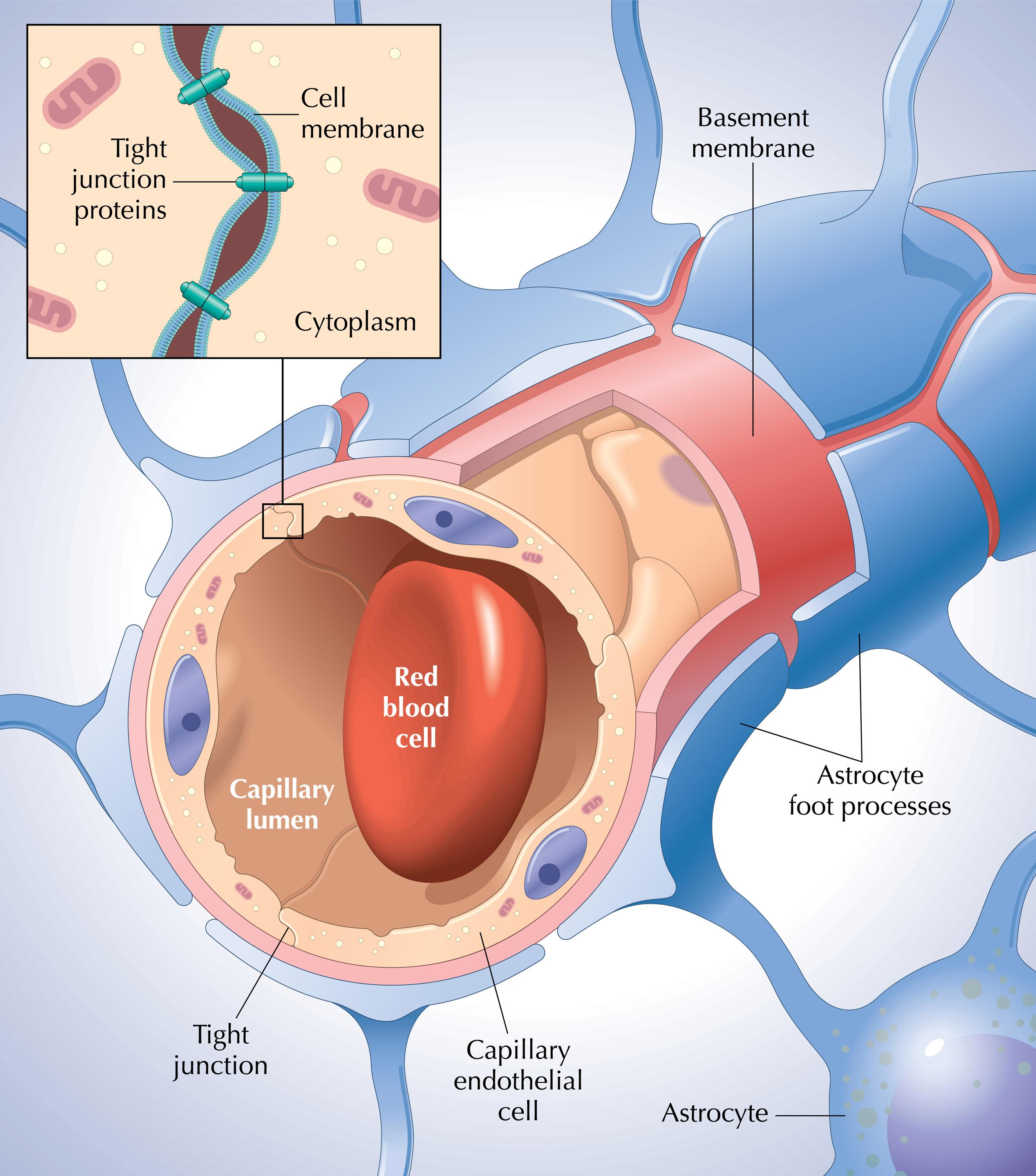 Blood-brain barrier | RIT