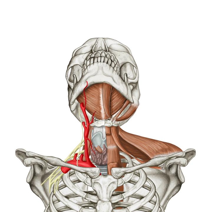 An illustration of a skeleton from the shoulders up.