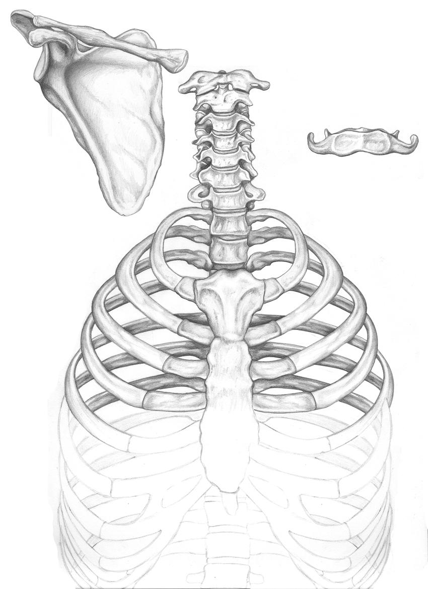 An illustration of a ribcage.