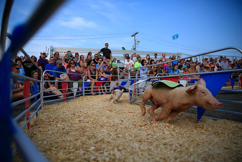 A large group of people watch a pig race.