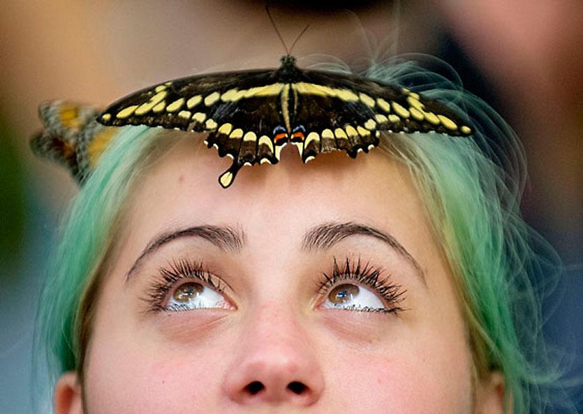 A girl with a butterfly on her heads looks up.