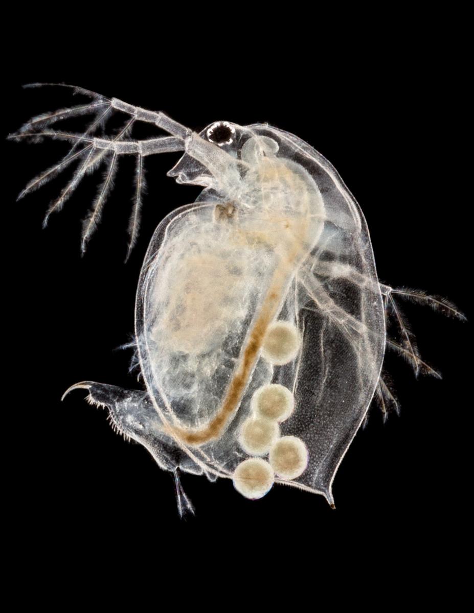 An x-ray photo of a bug-like creature.
