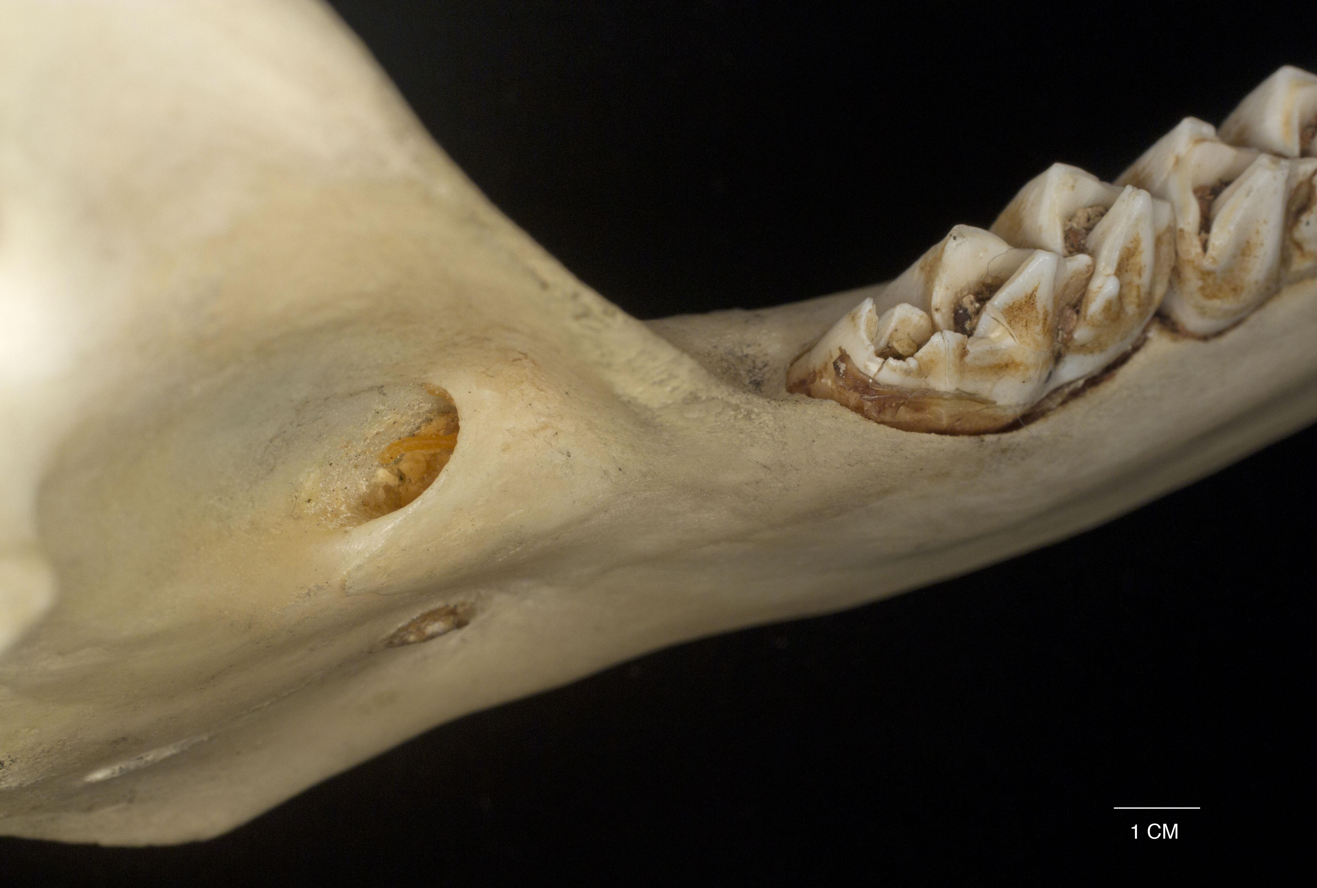 A detailed image of a bone.