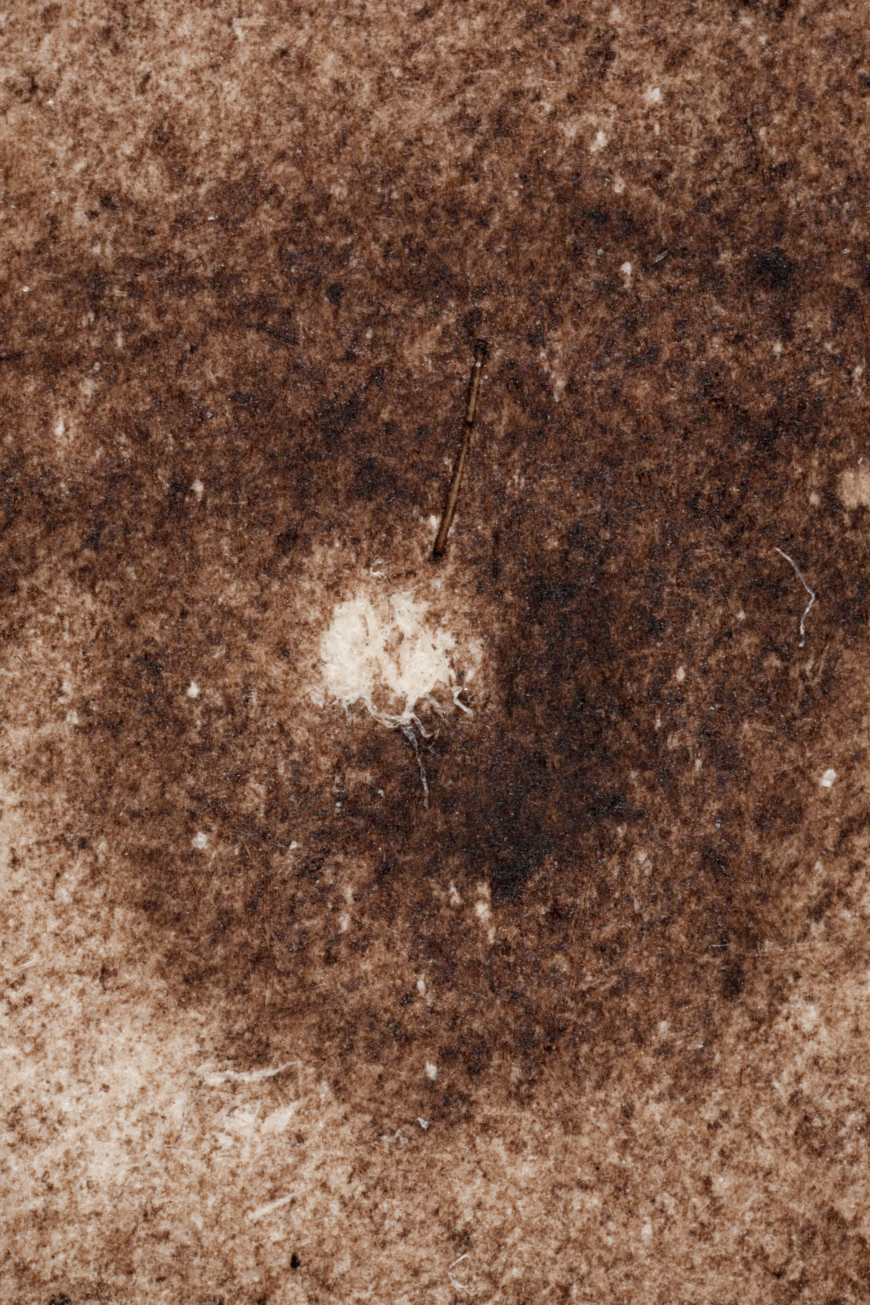 At 10x magnification the image is continuous in tone and pigment particles are visible.