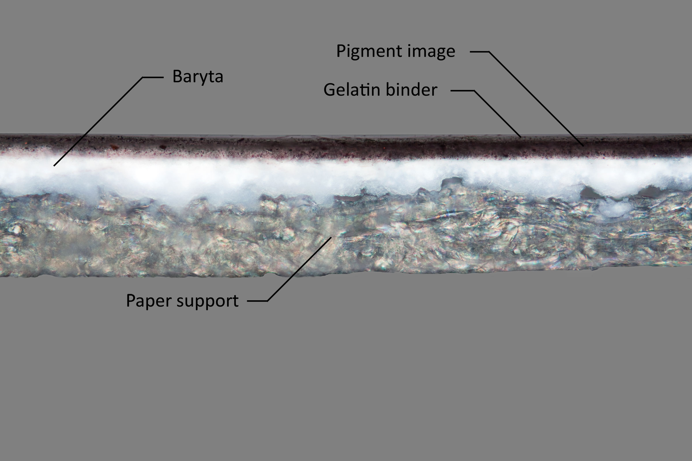 This cross section shows a carbon print with a three-layer structure.