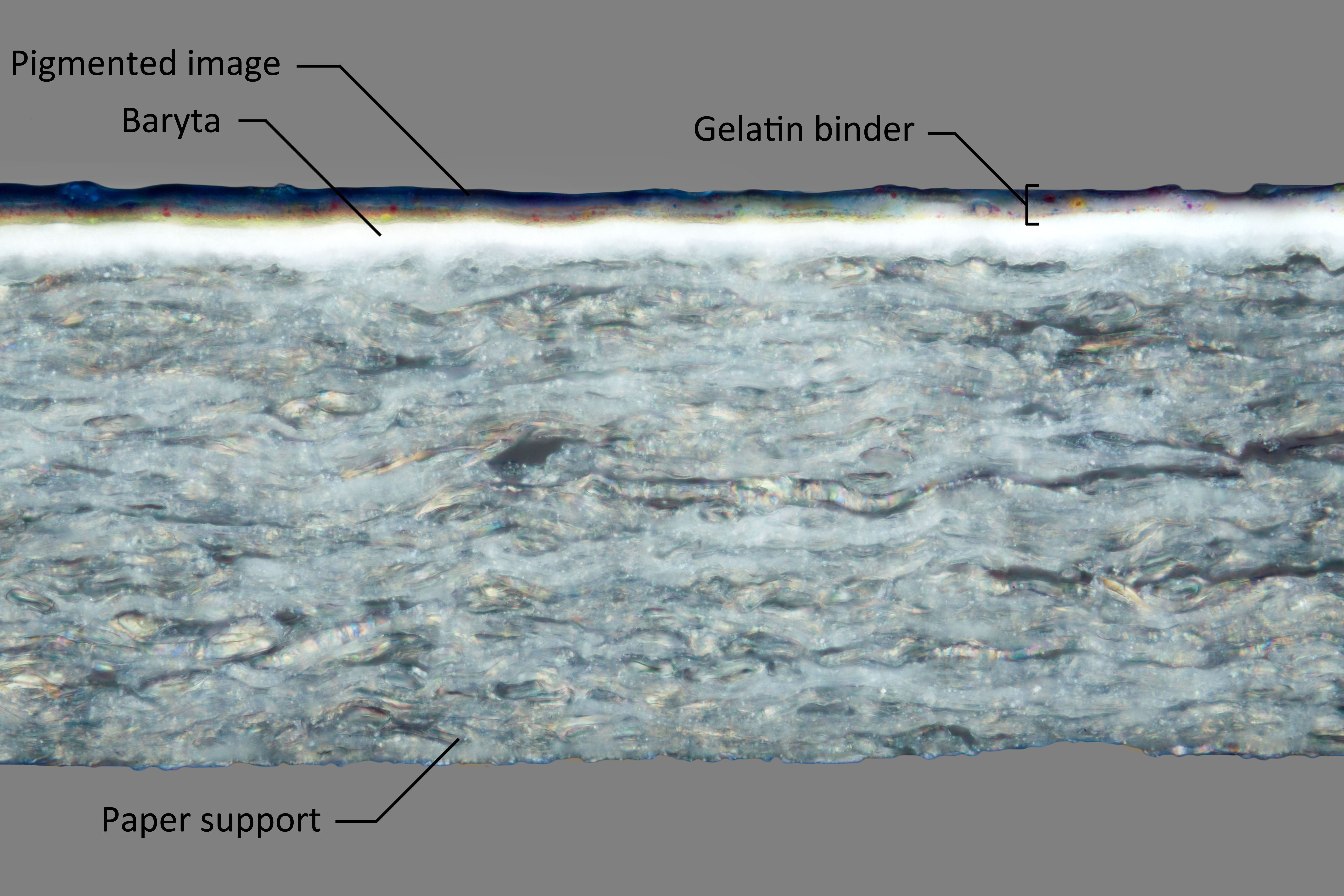 This cross section shows the layer structure of a print with a baryta layer. Notice the layer order of the gelatin tissues; yellow is at the bottom, magenta in the middle and cyan is the top layer.