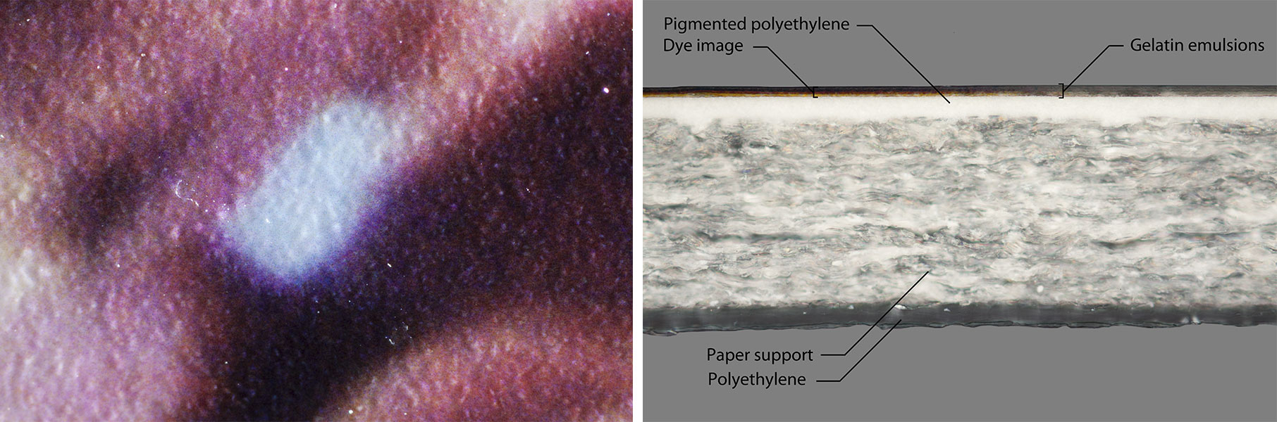 Resin coated papers have a multilayer structure. The paper support is sandwiched between clear polyethylene on the back and pigmented polyethylene on top. With raking light and 50x magnification the paper fibers are completely obscured. 