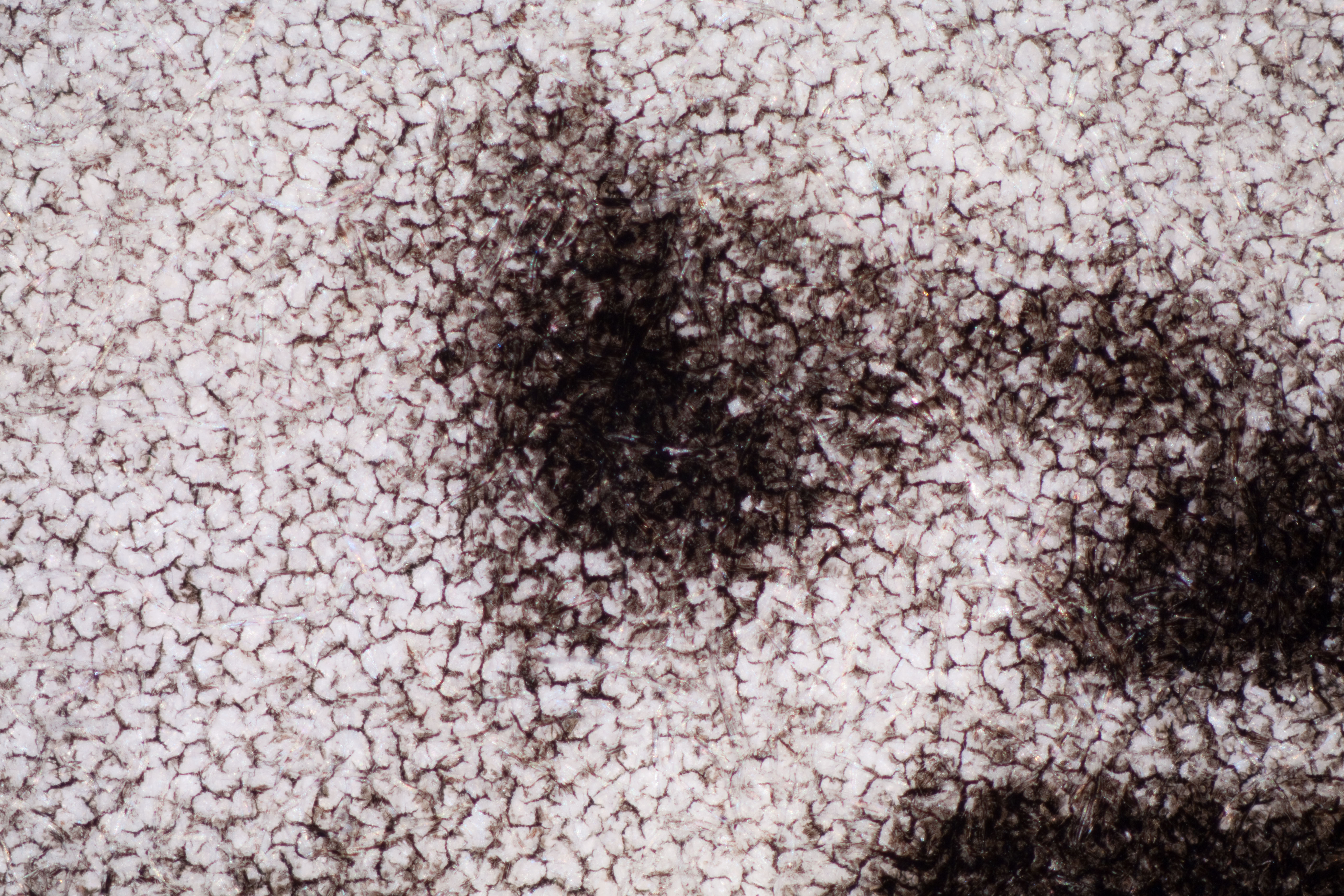 Reticulation at 50x magnification. 