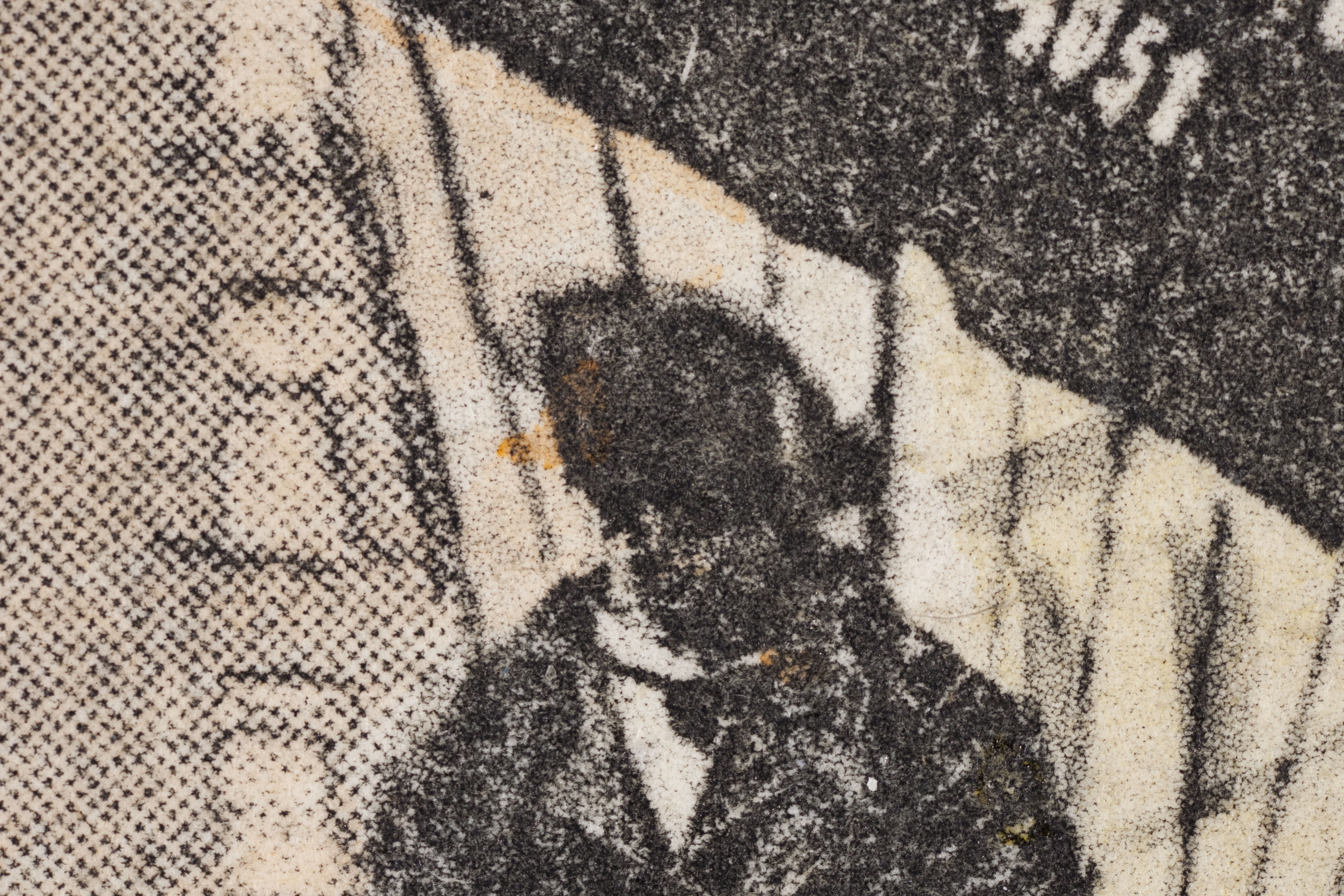 A combination print collotype utilizing a halftone screen pattern (10x magnification). 