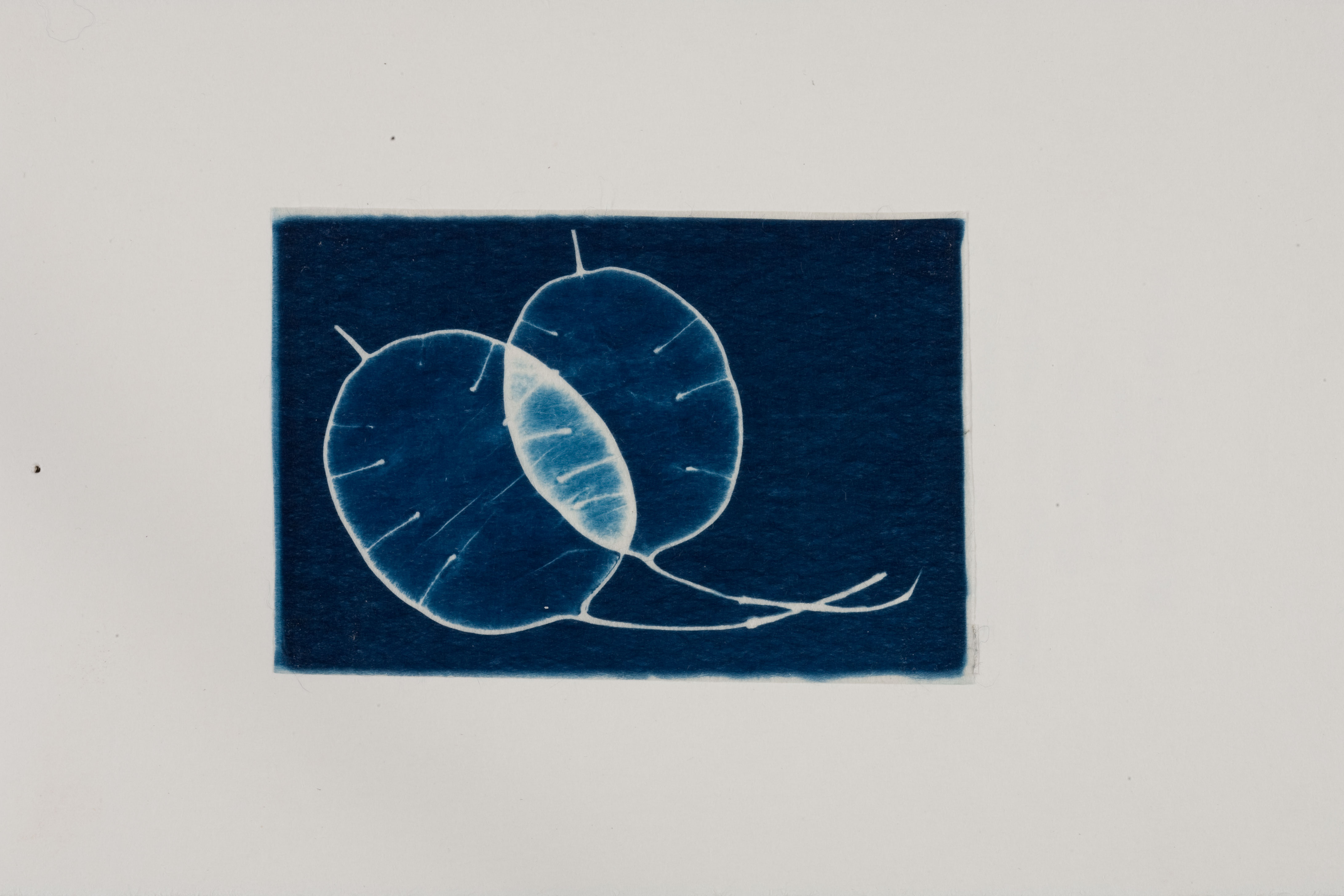 Cyanotype printed on hand coated Japanese paper.