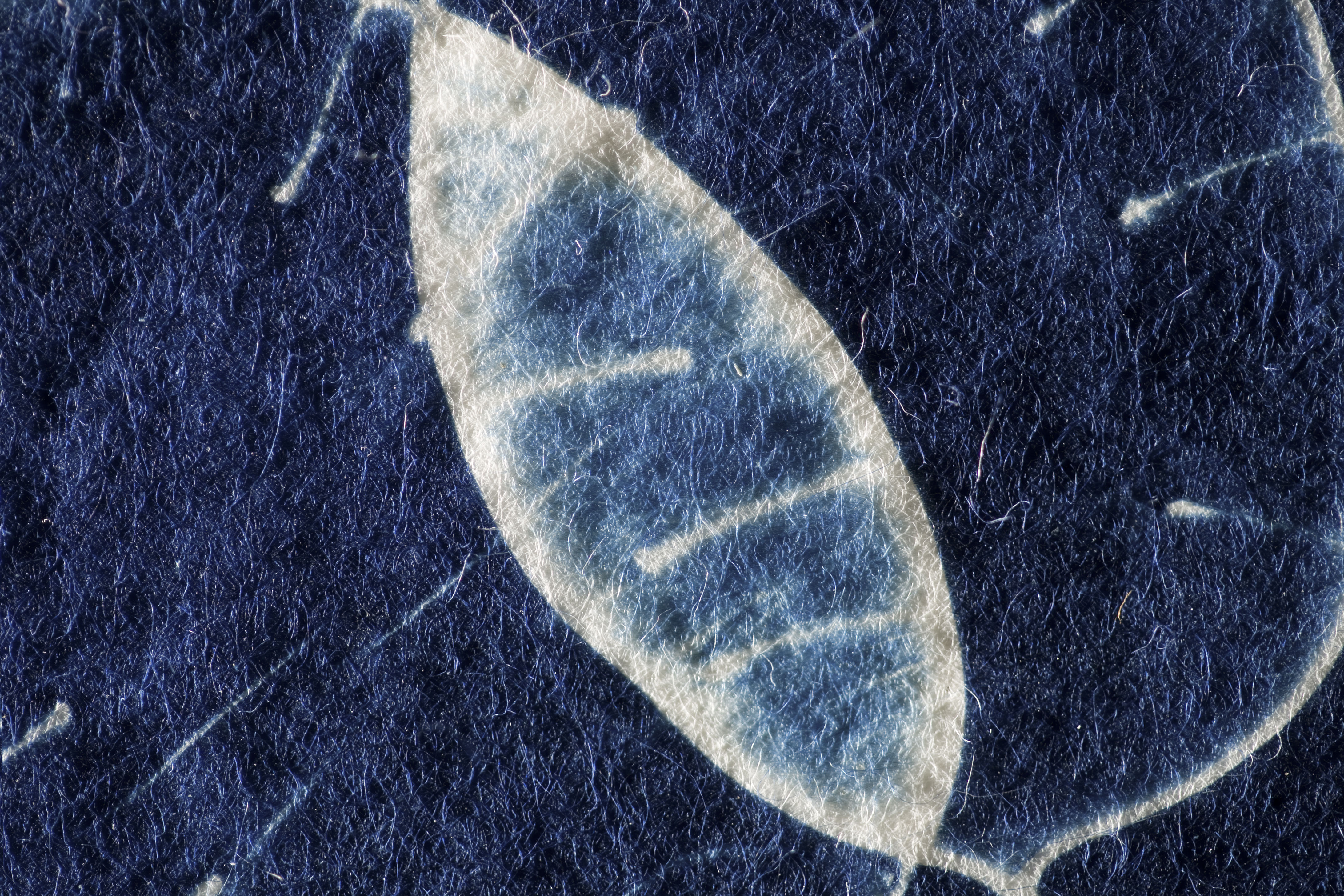 Cyanotype printed on hand coated Japanese paper in raking light.